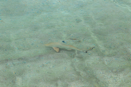 Shark swimming in the crystal clear water of the lagoon.の写真素材