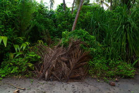 coconut tree in the garden on the beach, Thailand.の写真素材