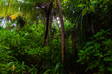 Palm trees in the rainforest of Costa Rica, Central Americaの写真素材
