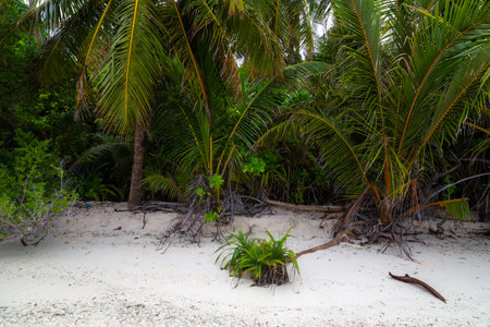 Tropical beach with coconut palm trees at Seychellesの写真素材