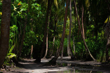Tropical forest with palm trees and small path in Sri Lankaの写真素材