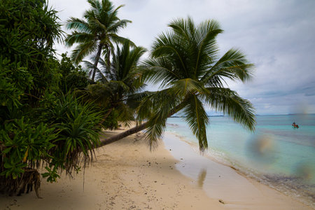 Beautiful tropical beach with coconut palm trees at Seychellesの写真素材