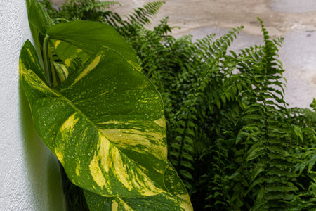 Green leaves of Calathea variegata plant and fernの写真素材