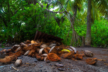 Coconut shell and coconuts lying on the ground.の写真素材