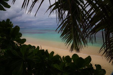 Tropical beach with turquoise water and coconut palm treesの写真素材