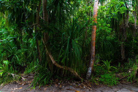 Palm trees in the jungle of Costa Rica, Central America.の写真素材