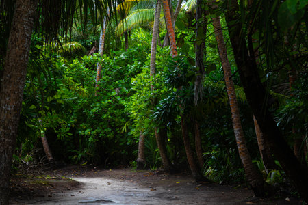 Tropical forest with palm trees and pathway. Nature background.の写真素材