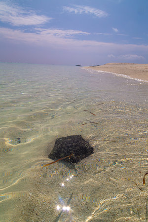 Stones on the sandy shore of the Red Sea. Egypt.の写真素材