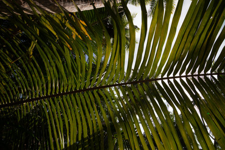 coconut tree leaf in the garden with blue sky background.の写真素材