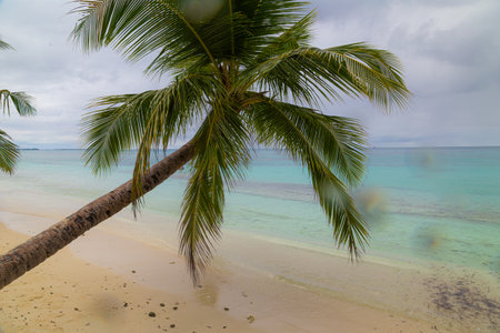 Tropical beach with coconut palm trees, Seychellesの写真素材