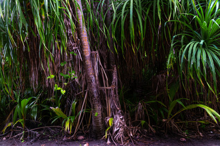 Coconut palm trees in the rainforest of Costa Rica.の写真素材
