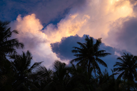 Silhouette of coconut tree and sky with cloud background at sunsetの写真素材