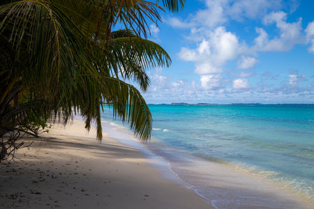 Coconut palm trees on white sand beach at Seychellesの写真素材