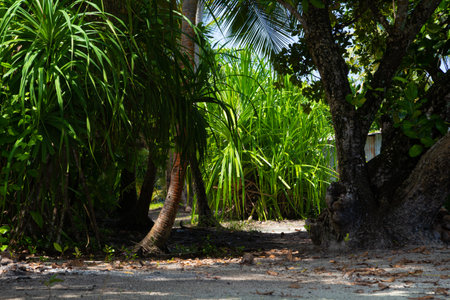 Tropical palm trees on the island of Koh Samui, Thailandの写真素材