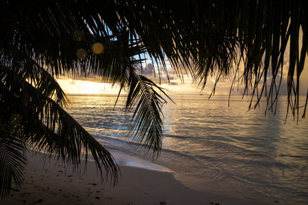 Palm trees on the beach at sunset, Seychellesの写真素材