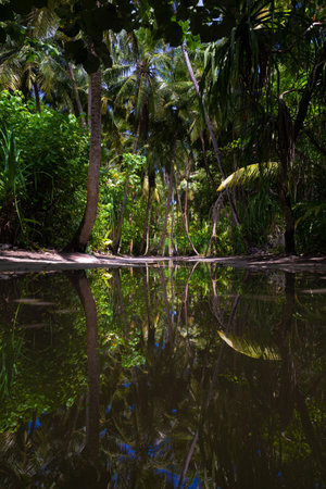 Reflection of palm trees in a pond with reflection in the waterの写真素材