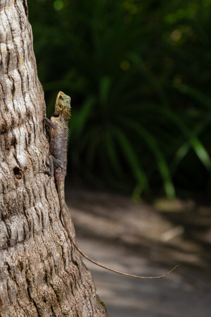Lizard on the tree in the forest.の写真素材