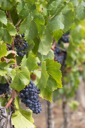 Ripe grapevine for red wine in the valleyの写真素材