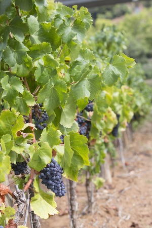 Ripe grapevine for red wine in the valleyの写真素材