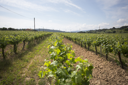 Valley with grape plants for varietal winesの写真素材