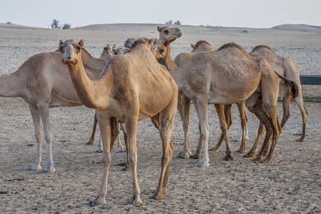 Camel attraction for tourists in desert in UAEの写真素材