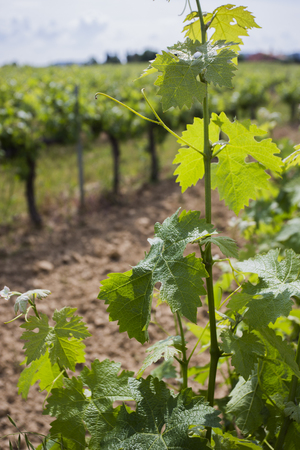 Green Leaf of grapesの写真素材