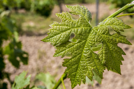 Green Leaf of grapes with a heart - a sign of loveの写真素材