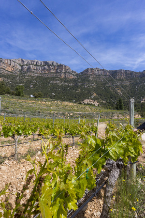 Valley of vineyards in the background of mountainsの写真素材