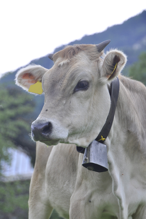 A cow with a tag and a bell grazing in the mountains on a green meadowの写真素材