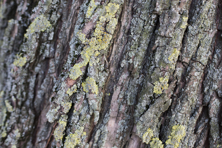 tree trunk with moss pattern texture backgroundの写真素材