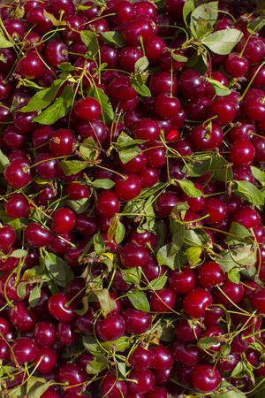 fresh cherry with green leaves abstract fruit colorful pattern texture backgroundの写真素材