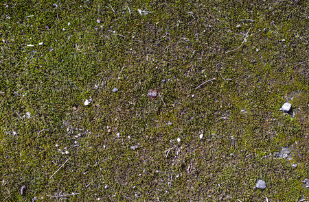 grass abstract pattern texture backgroundの写真素材