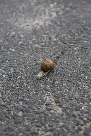 Snail crawling on the asphalt road. Burgundy snail, Helix, Roman snail, edible snail or escargot crawling close-up shotの写真素材