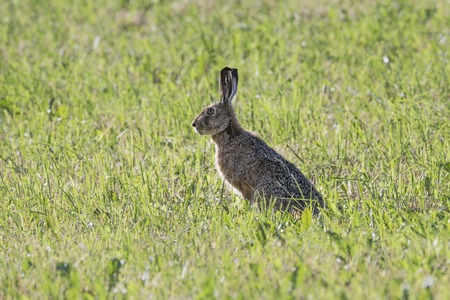 gray silhouette hare sitting on a clearing of green grass