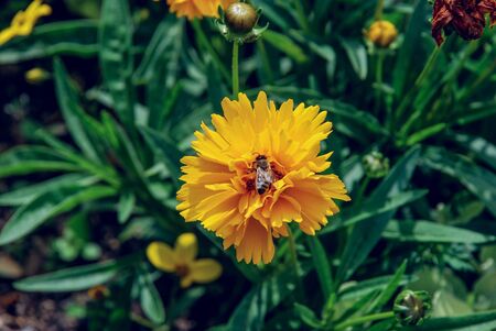 Honey bee on heliopsis flower. Honey bee pollinating on spring flower bedの写真素材