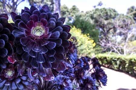 cactus succulents in a planterの写真素材