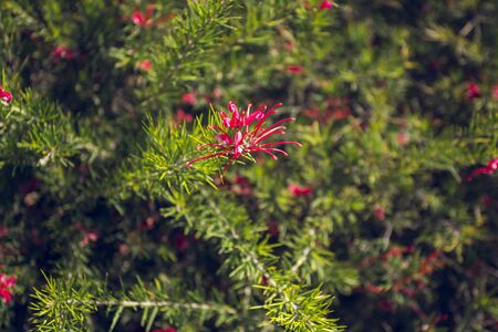 Flowering tropical bush in Cap Roig Botanical Garden, near Calella de Palafrugell, Costa Brava, Girona, Catalonia.の写真素材