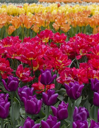 Blooming tulips in Keukenhof park, Holland, worlds largest flower and tulip garden park. floral background from lines of multicolored tulips Spring renewal, beauty of nature conceptの写真素材