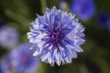 Blue flowers of cornflowers in the field on green background. Blurred nature background with bokehの写真素材