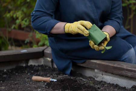 female gardener holding a flowering plant ready to be planted in her garden. Gardening concept....