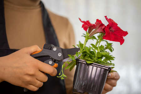 close-up of young girl's hands pruning weeds while planting flowers in pot. Home gardening Hobby. Spring planting of flowers in pots for home decoration. Floriculture worksの写真素材