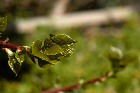 Juicy leaves of climbing hydrangea on blurred light green background. young shoots are looking for...