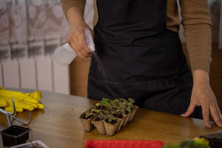 Close up female gardener growing plants in home garden, woman spraying fertilizer on seedling...