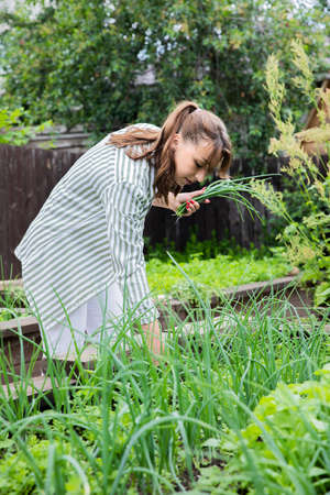 Young beautiful woman harvests fresh greens herbs green leek from garden on backyard in countryside, female gardener, gardening, farming, agriculture, organic eco products vegetables, food growingの写真素材