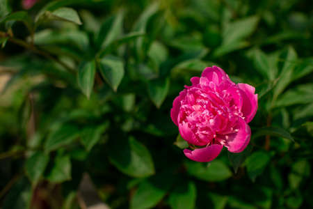 Bright colorful flower on dark green foliage nature background. Close up macro shot of pink peony bud. Beautiful summer spring natural fonts. Greeting card, screensaver conceptの写真素材