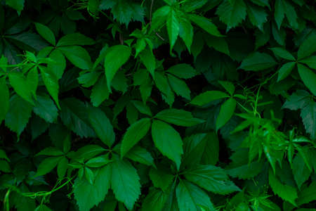 Green leaf shrub texture nature spring summer background. Lush leaves, fresh green color. Wallpaper,...