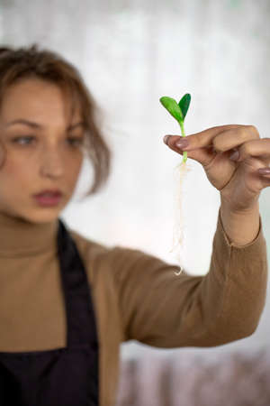 Close up female gardener holding microgreens vegetables green seedling with roots in hand, focus on young plant, young woman growing plants in home garden, organic products, sustainable gardeningの写真素材