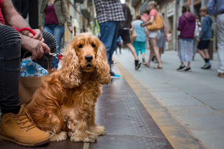 elderly man holds an English cocker spaniel on leash while sitting on street in European city. dog looks trustingly into camera. dog shelter advertisement conceptの写真素材