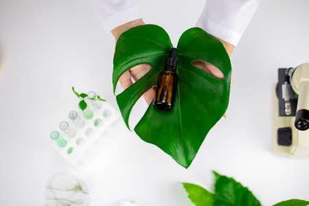 female hands hold plant extract in Brown glass bottle on huge oily plant leafの写真素材
