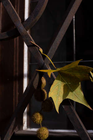 branch of sycamore with leaf and nuts fell on ancient cast-iron grate. Plane tree, sycamore leaf and flowers, concept of leaf fall, autumn fading, birth of new lifeの写真素材